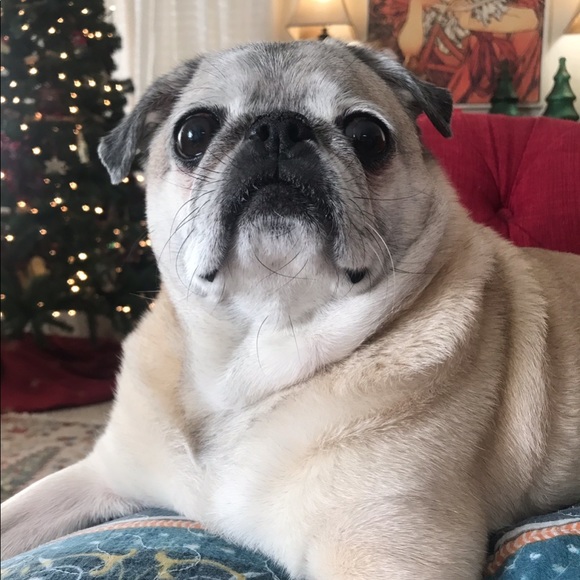 Mother of pugs - Picture 3 of 7